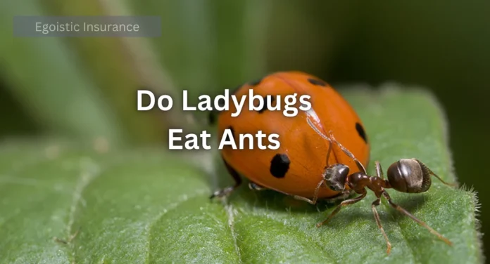 Do Ladybugs Eat Ants