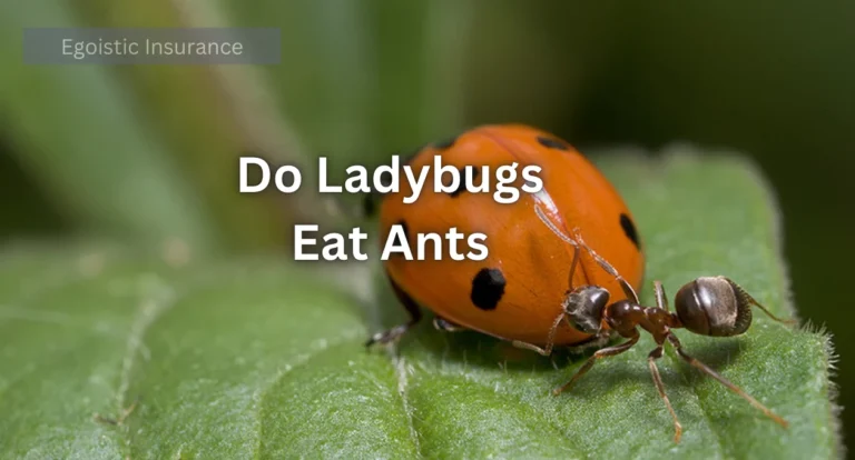 Do Ladybugs Eat Ants