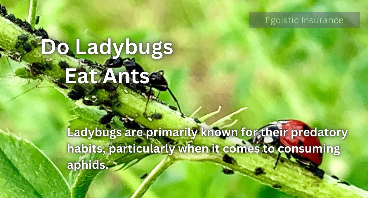 do ladybugs eat ants