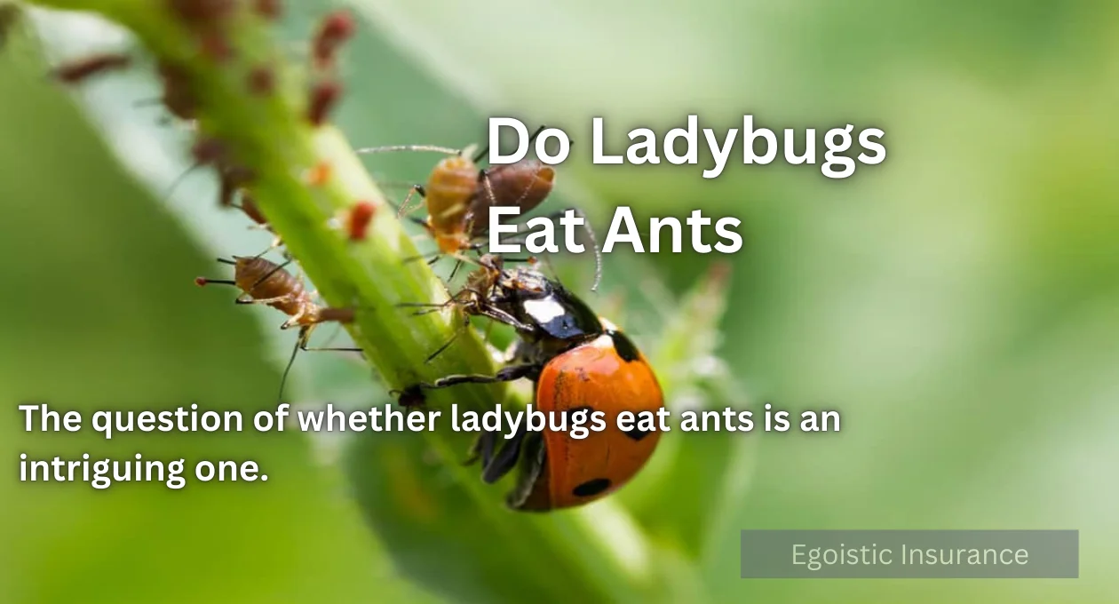 do ladybugs eat ants