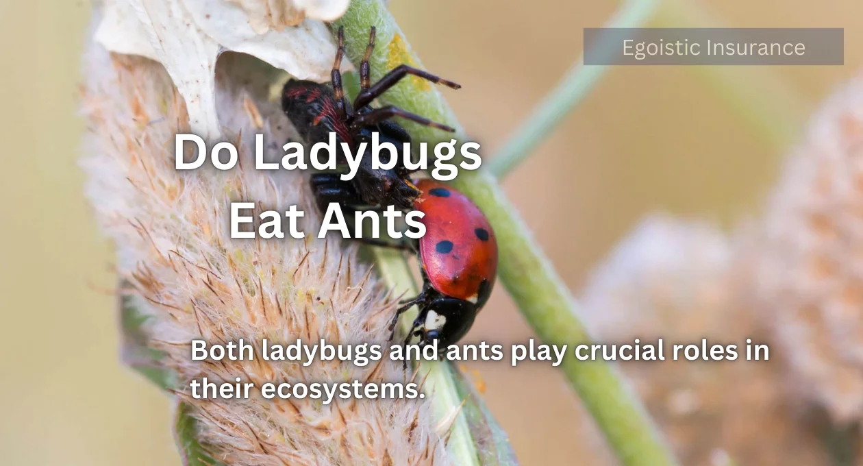 do ladybugs eat ants