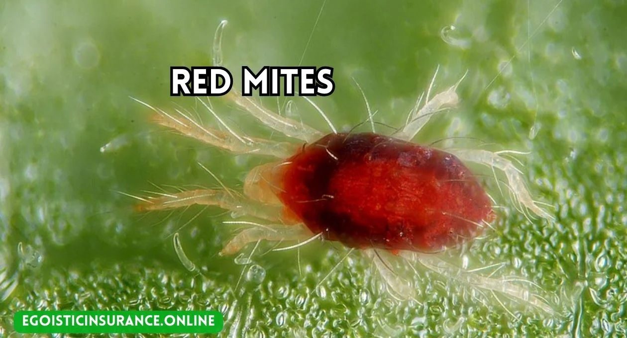 red mites