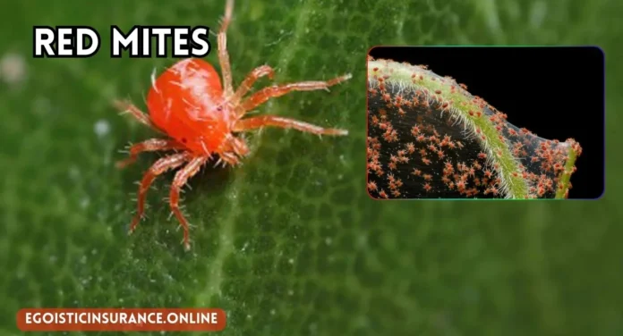 red mites